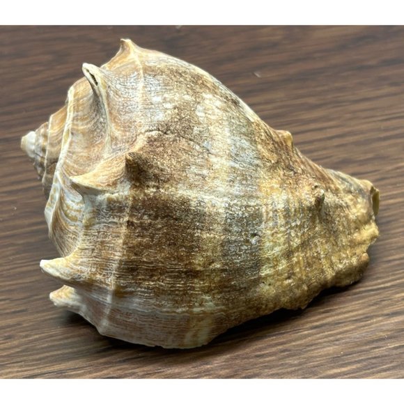 Vintage Whelk Conch Shell North Carolina Atlantic Ocean Nautical Beach Decor - Picture 2 of 6